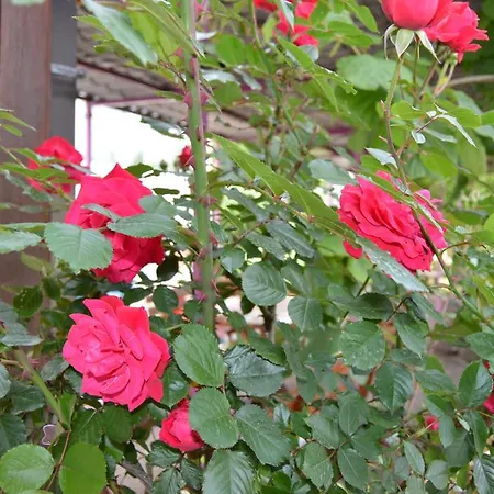 Panzió Pansion Modana