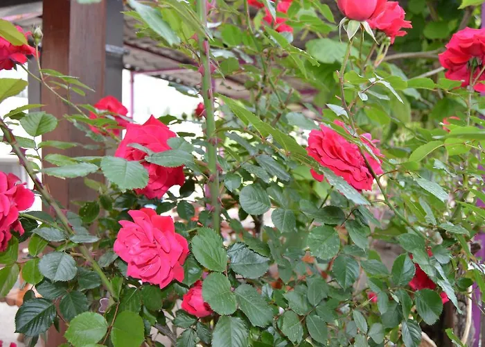 Bed & Breakfast Pansion Modana